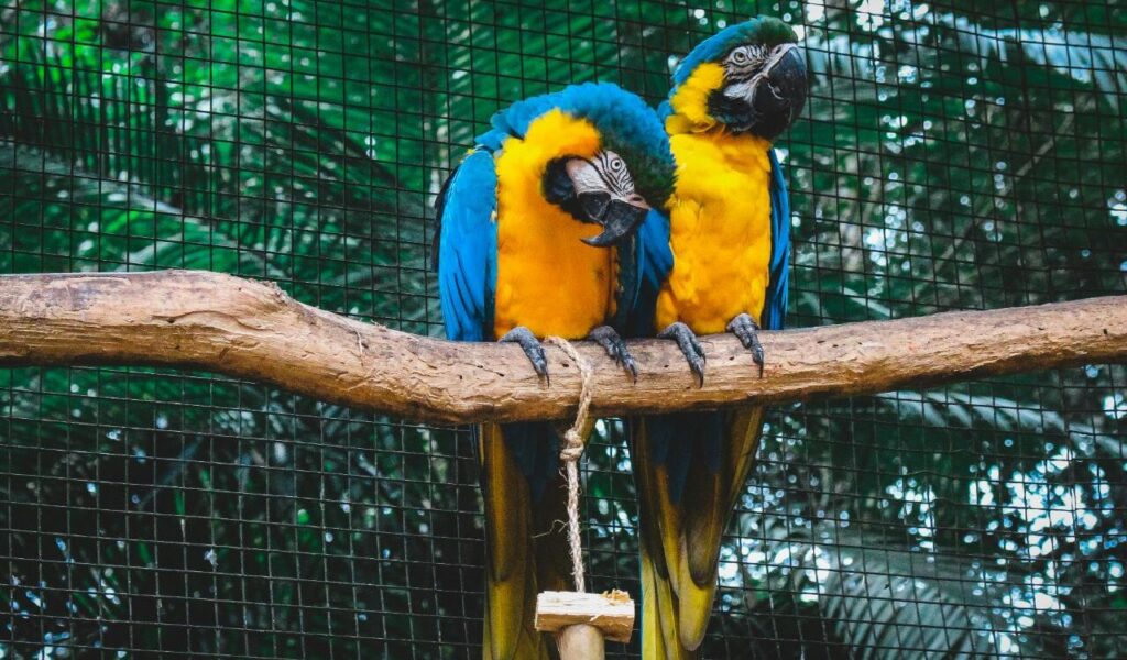 Two parrots perched on a branch