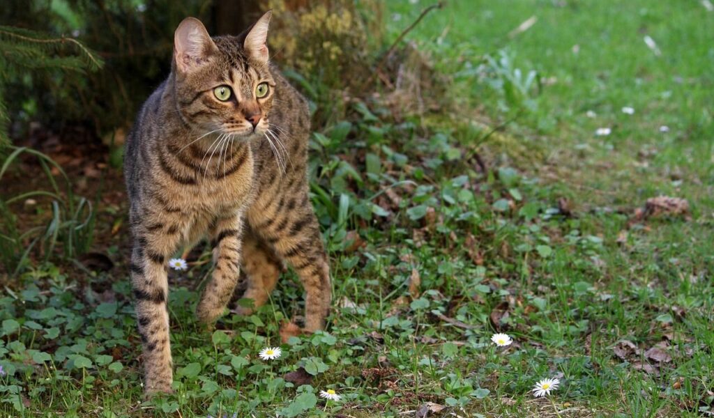 Bengal cat walking through grass and flowers.