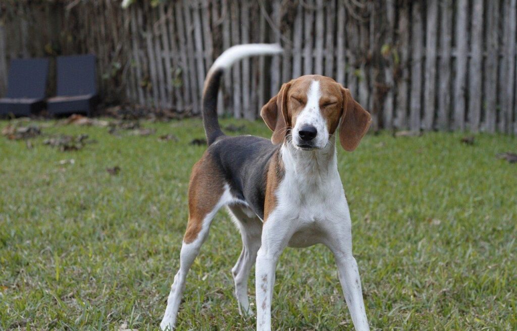 American Foxhound Dog with eyes closed, standing in a grassy area.