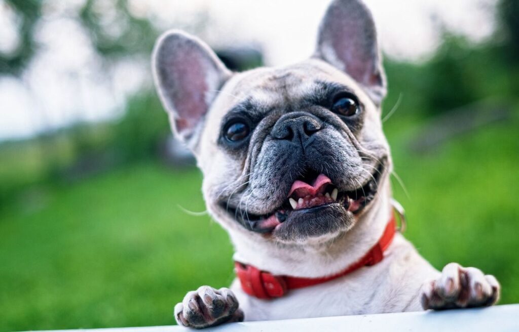 French Bulldog with a red collar, smiling and looking up.