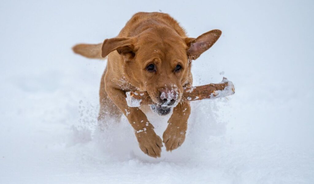 Labrador Retriever running with a stick in the snow