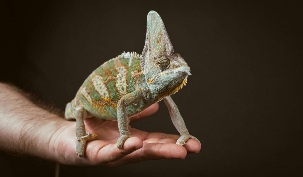 Chameleon perched on a hand.