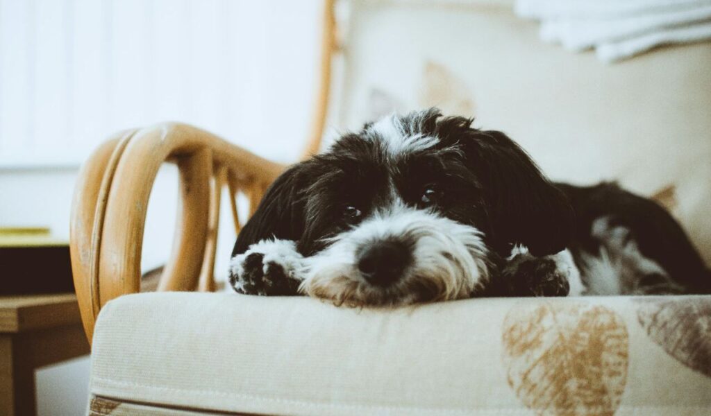 Lhasa Apso lying on a couch, resting its head.