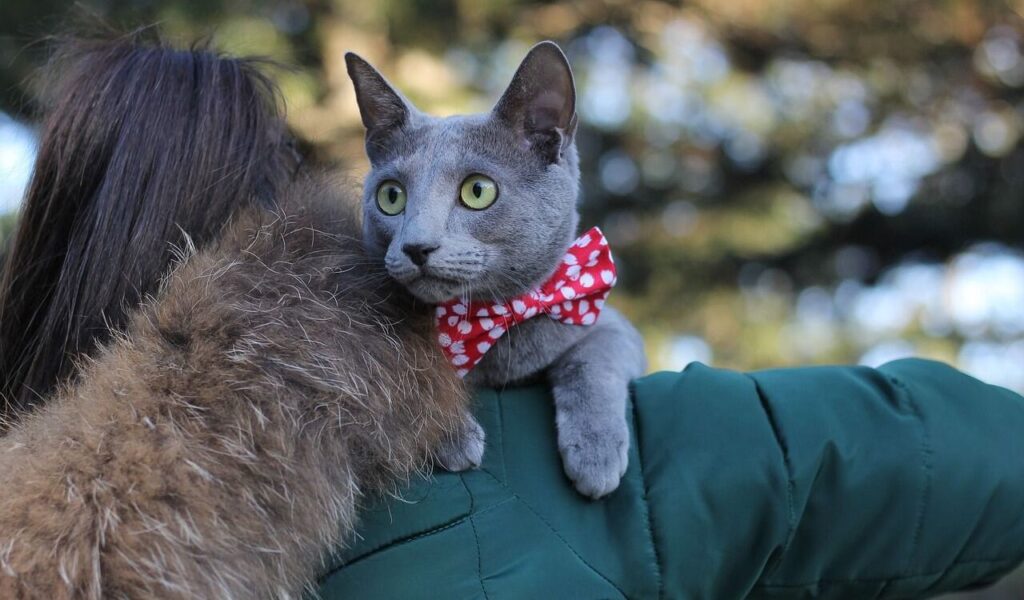 Russian Blue cat with a red bowtie held by a person.