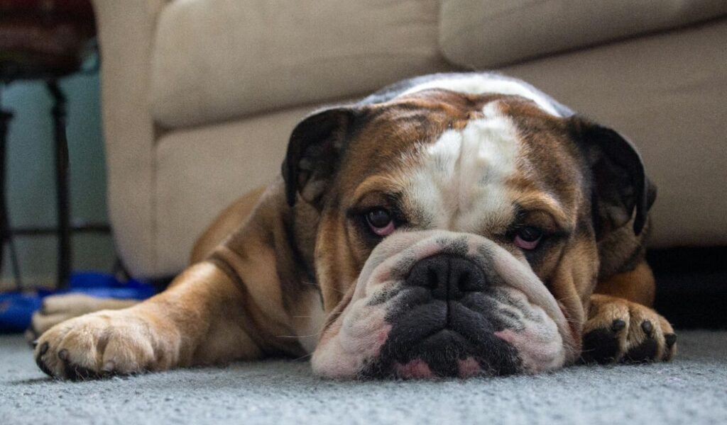 Bulldog lying on the floor, looking tired.