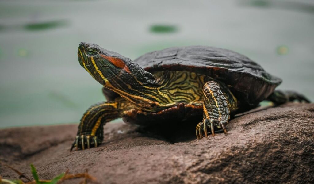 Turtle resting on a rock by the water