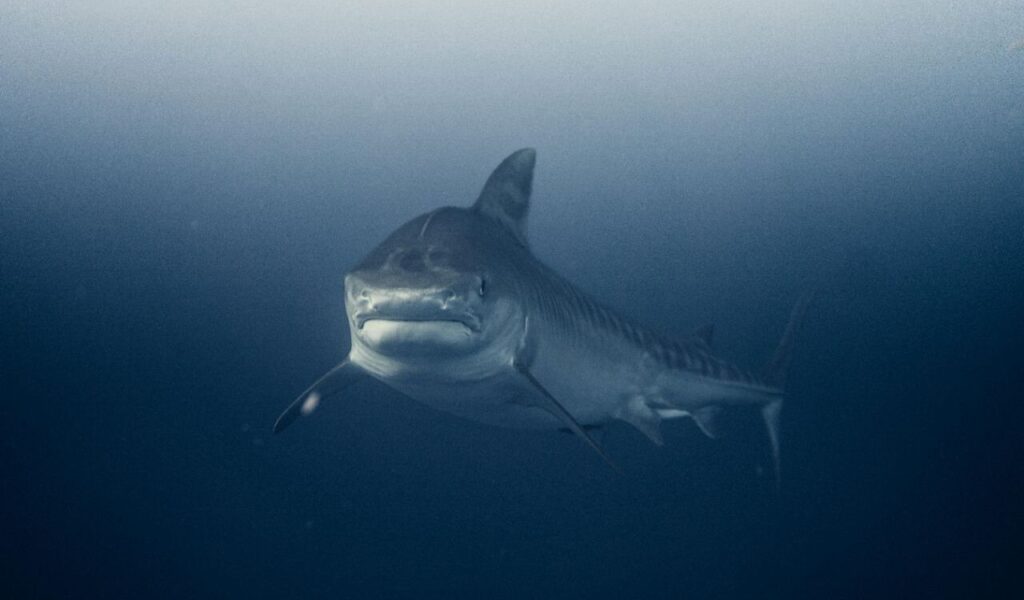 Great White Shark swimming in deep ocean