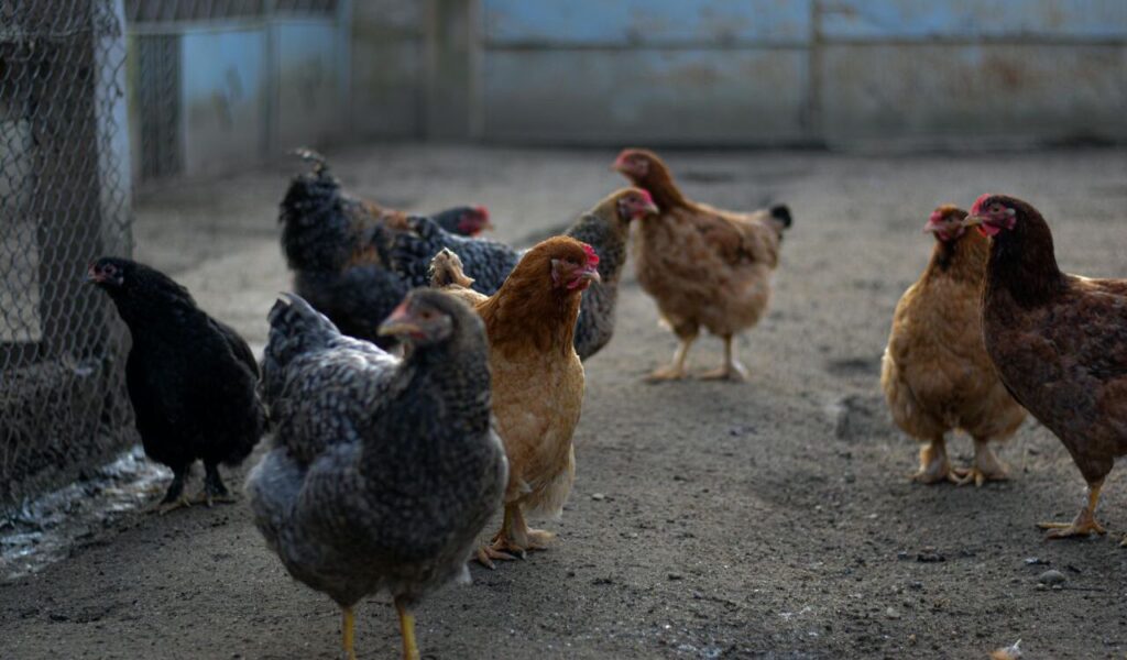 Group of chickens in a yard