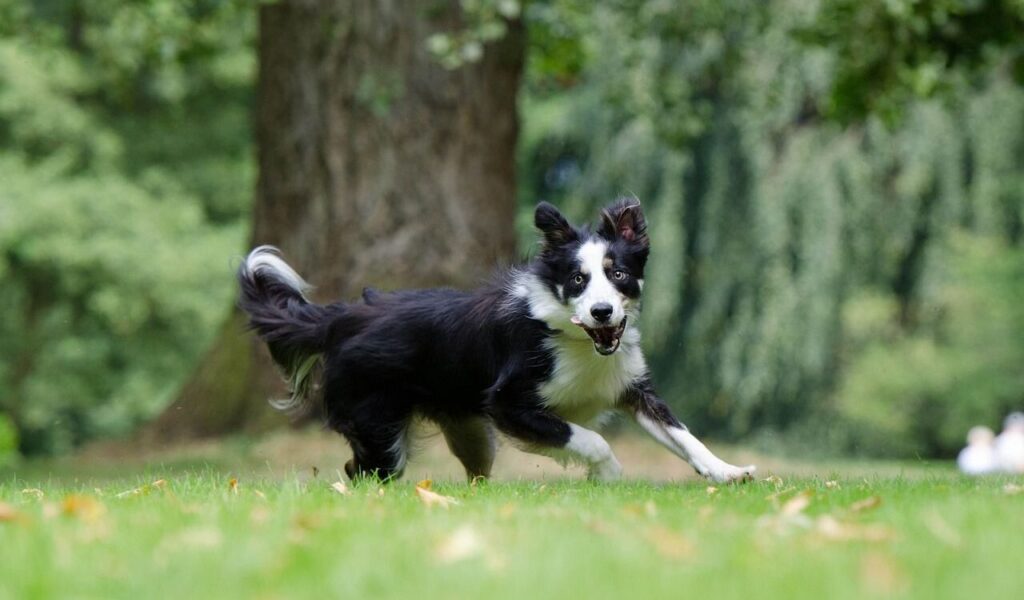 Border Collie running in a field