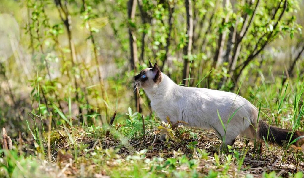 Siamese cat walking through green grass and bushes.