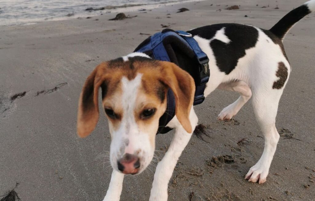 American Foxhound Dog wearing a harness, walking on the beach.