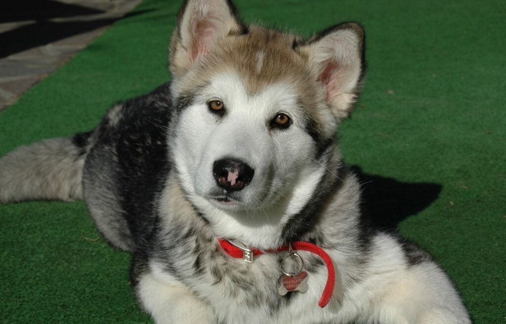 Alaskan Malamute puppy with a red collar.