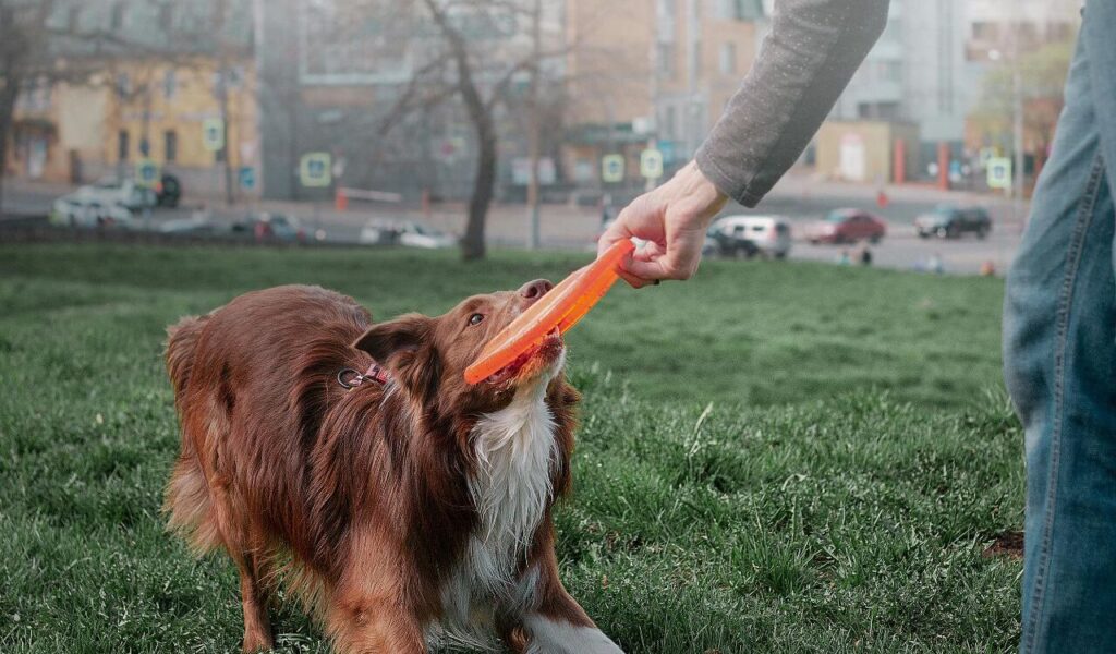 Border Collie playing with a frisbee