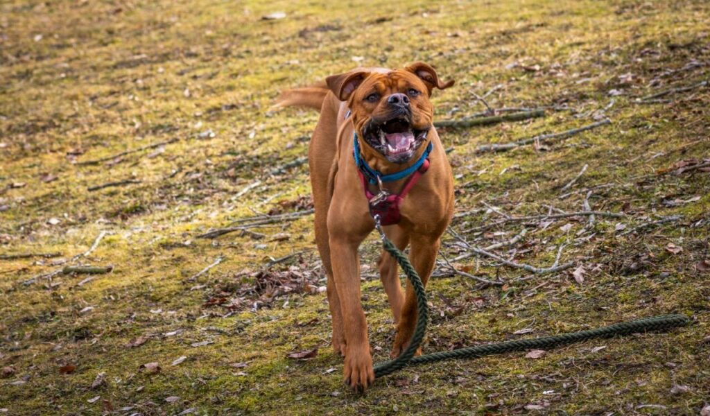 Boxer running excitedly on a leash.