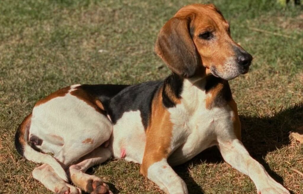 American Foxhound Dog lying on grass, resting peacefully.