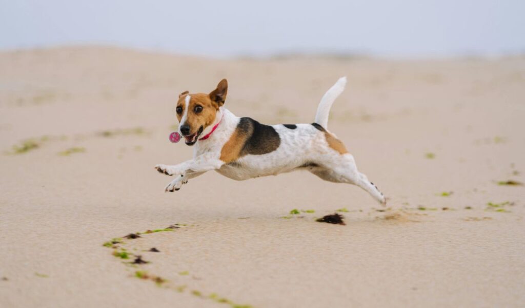 Beagle running on the beach with a tag in its collar.