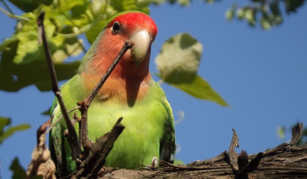 Lovebird perched on a branch