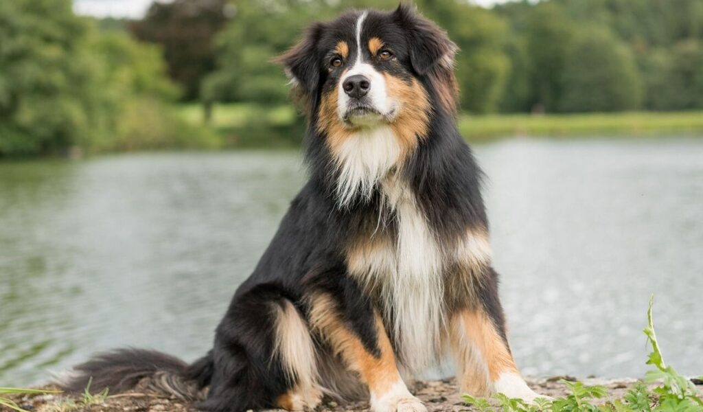 Australian Shepherd sitting by a lake, looking confident.