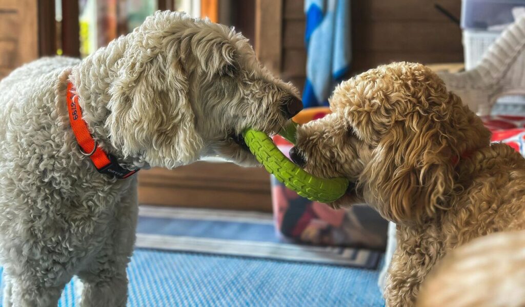 Labradoodles playing tug-of-war