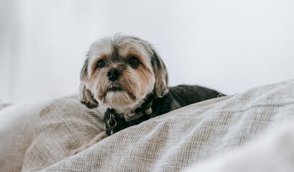 shih tzu resting on a sofa, looking at the camera.