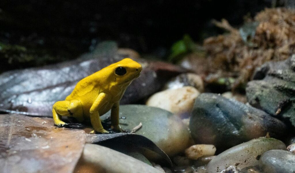 Yellow poison dart frog sitting on rocks