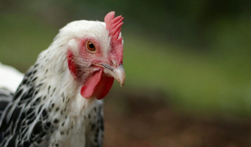 Close-up of a speckled hen