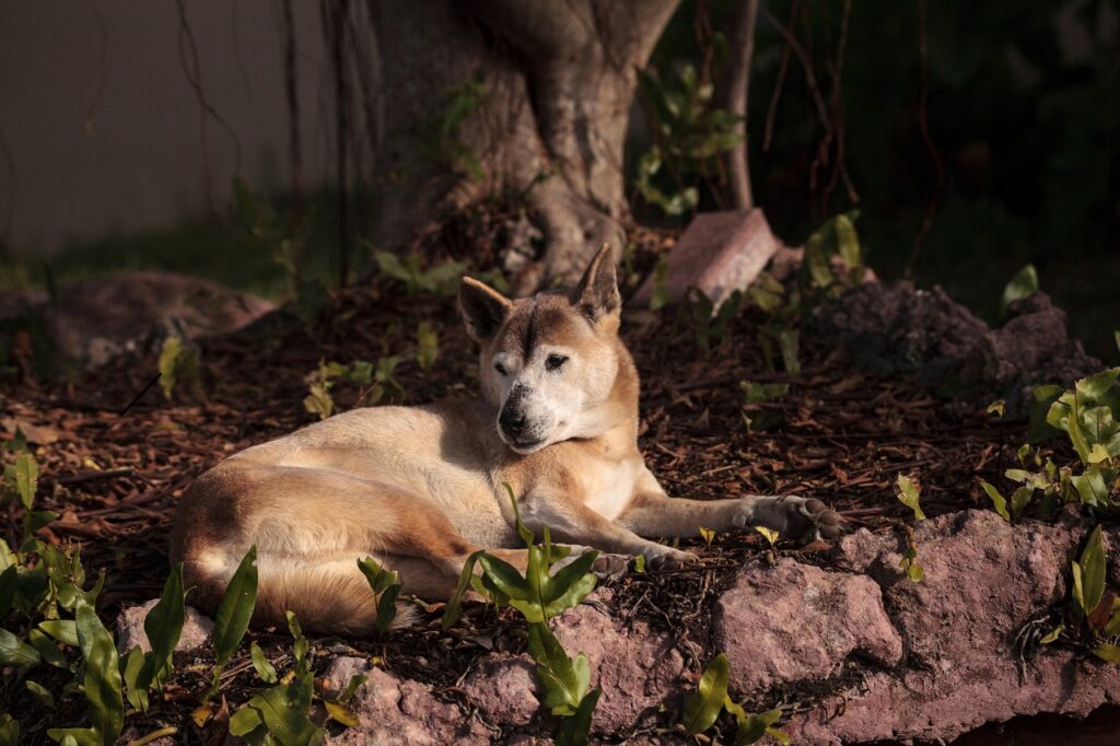 New Guinea Singing Dog