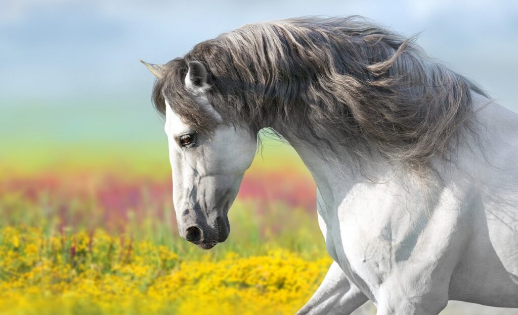andalusian horse