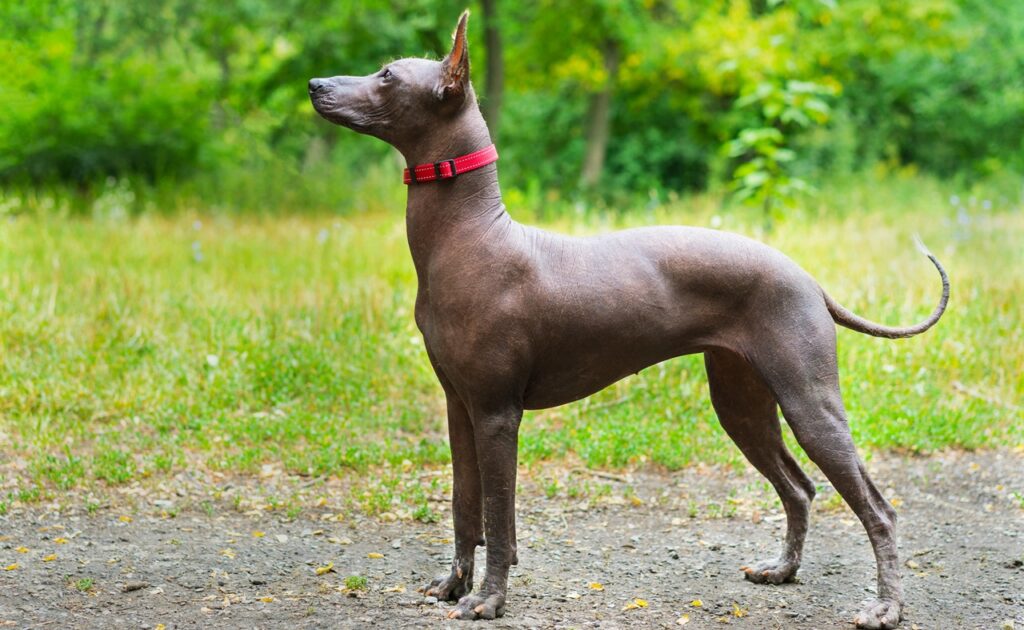 Close up portrait One Mexican hairless dog (xoloitzcuintle, Xolo) in full growth in a red collar on a background of green grass and trees in the park