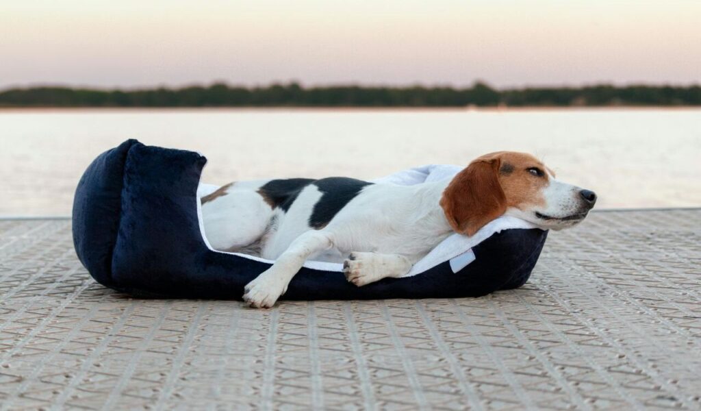 American Foxhound Dog lying on a comfortable bed by the water, relaxing.