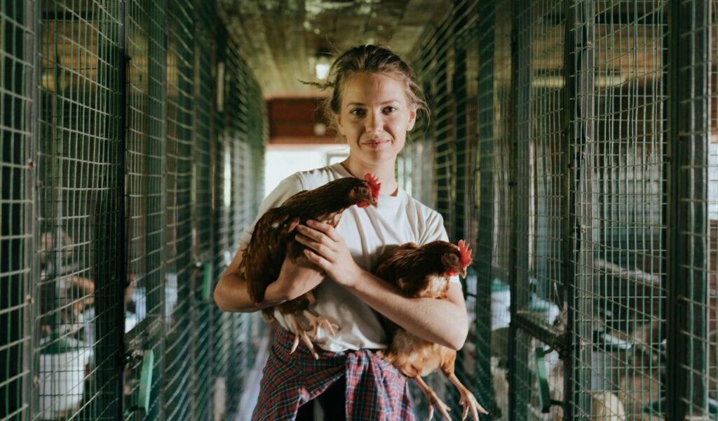 Girl holding two chickens in a poultry pen.