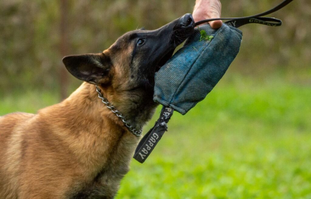 Belgian Malinois training with a tug toy