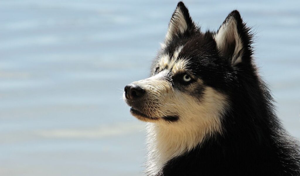 Siberian Husky looking at the horizon with striking blue eyes.
