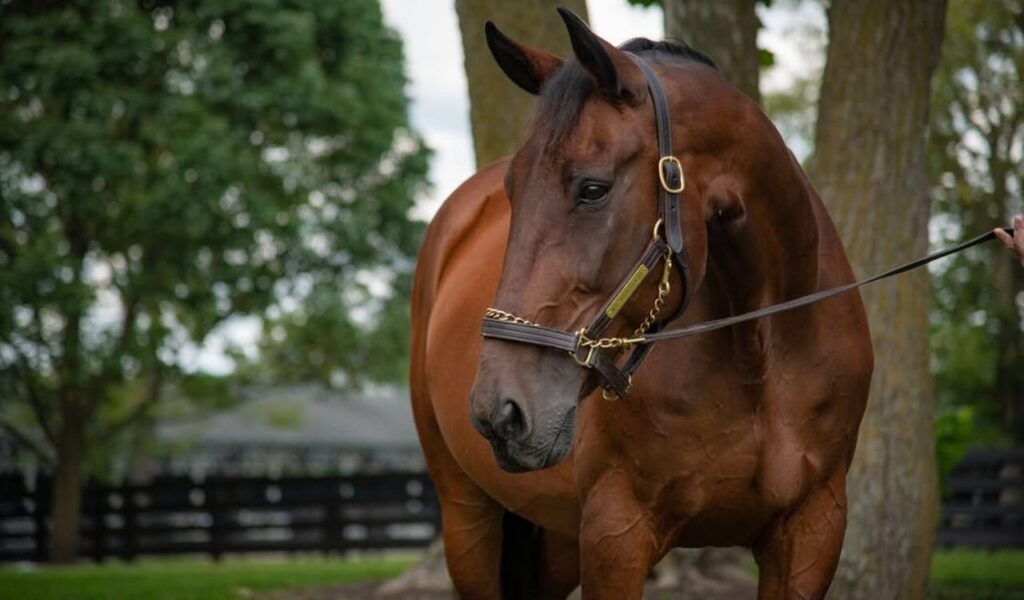 Standardbred horse with a halter, standing outdoors.