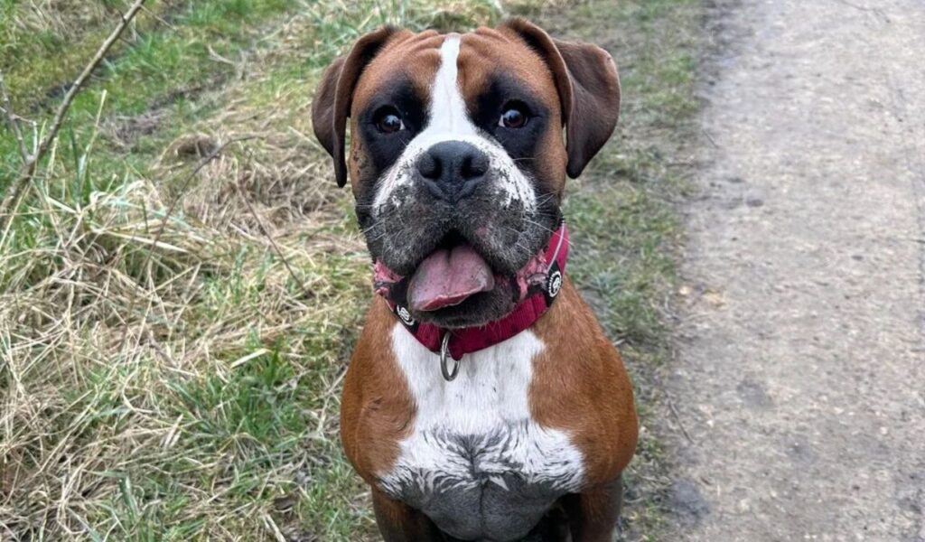 Boxer dog with a tongue out on a grassy path.