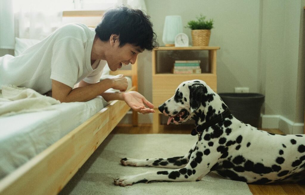 Dalmatian lying on the floor while interacting with a person.