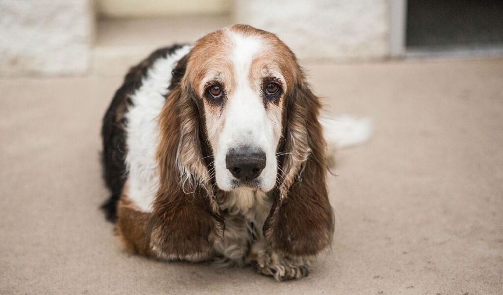 Basset Hound resting on the ground, looking up.