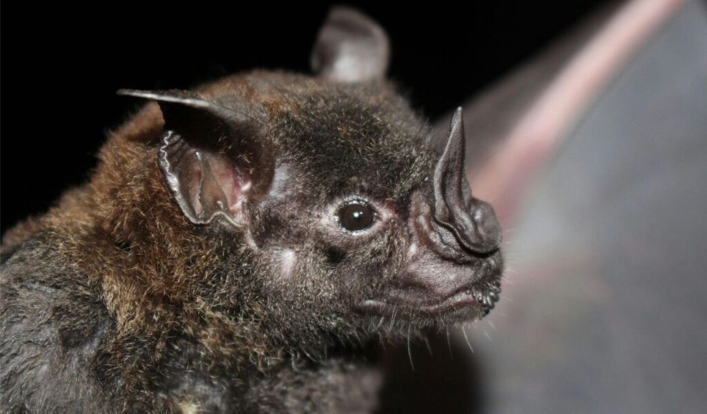 Close-up of a bat with a distinctive nose and dark fur