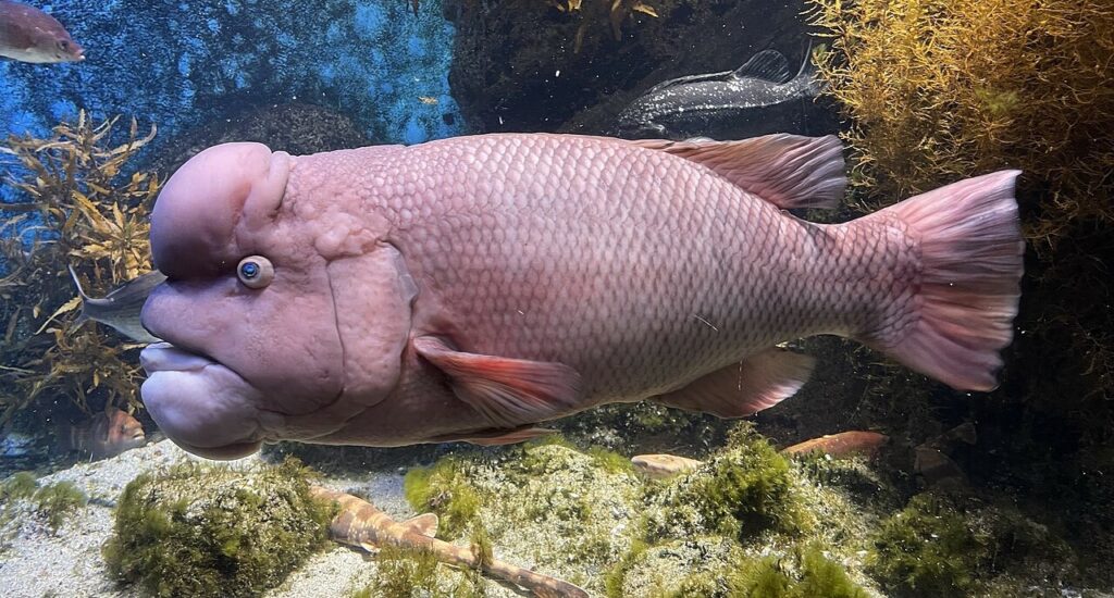 Asian sheephead wrasse fish