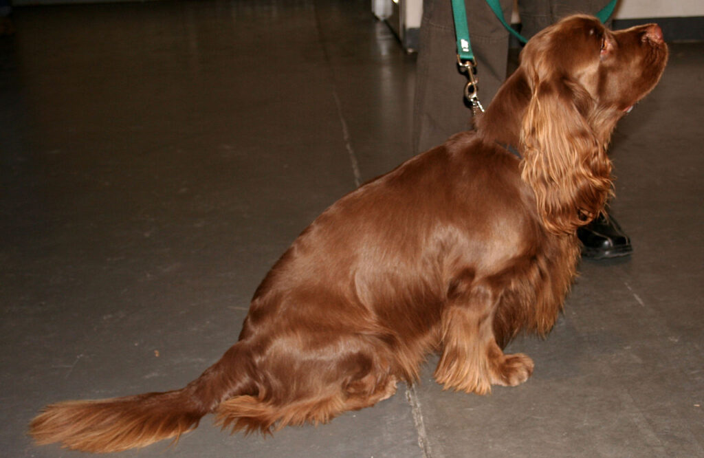 1280px-Sussex_spaniel_276