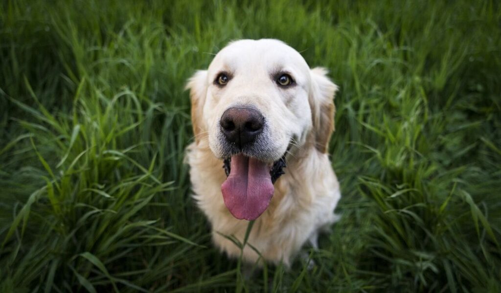 Golden Retriever sitting in the grass, smiling.