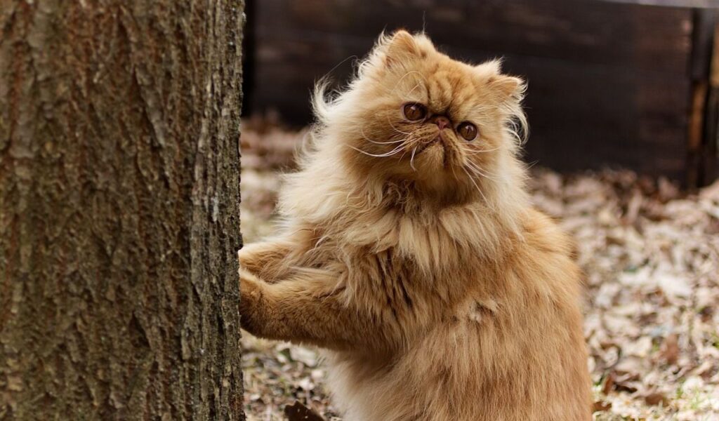 Persian cat near a tree