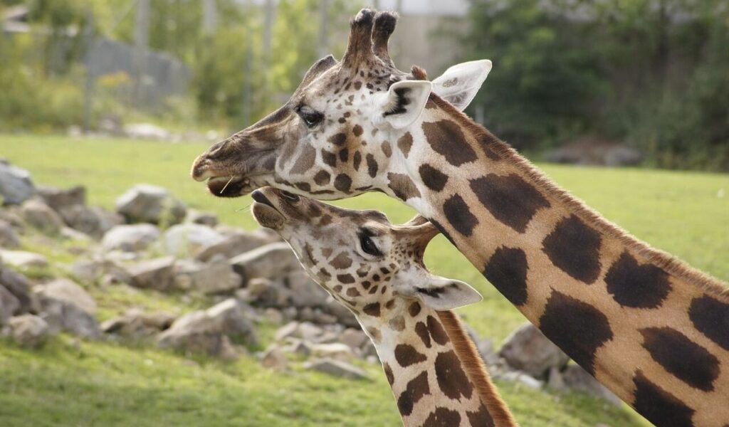 giraffes standing side by side