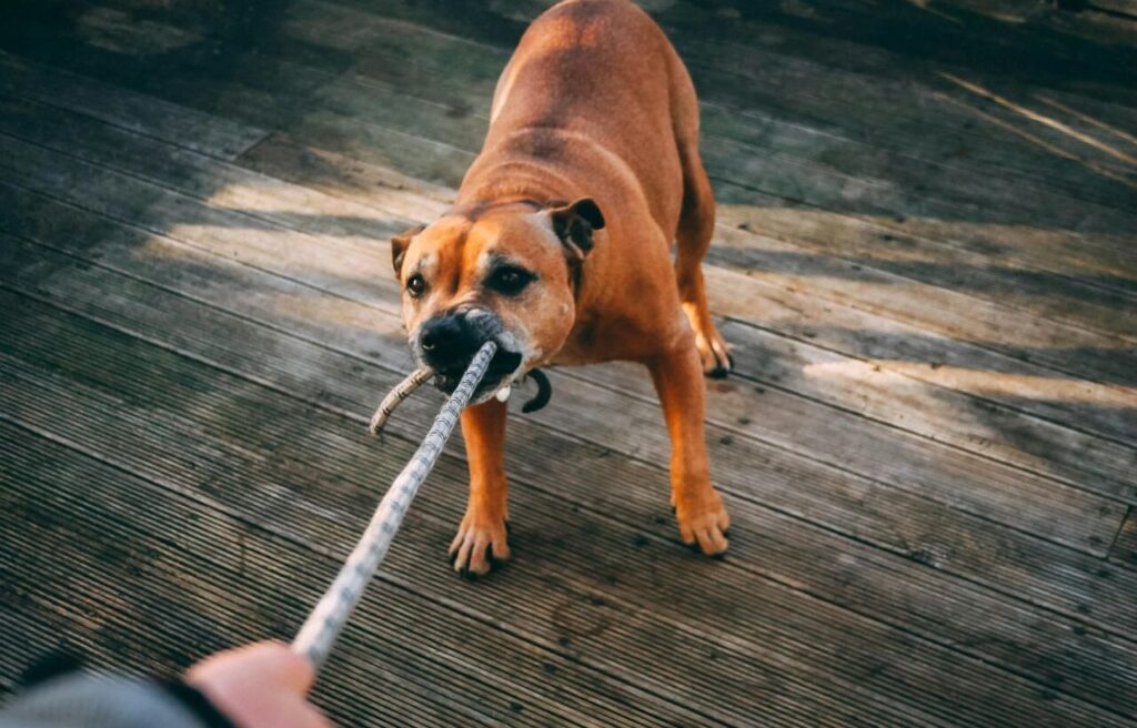 Staffordshire Bull Terrier playing tug-of-war with a rope