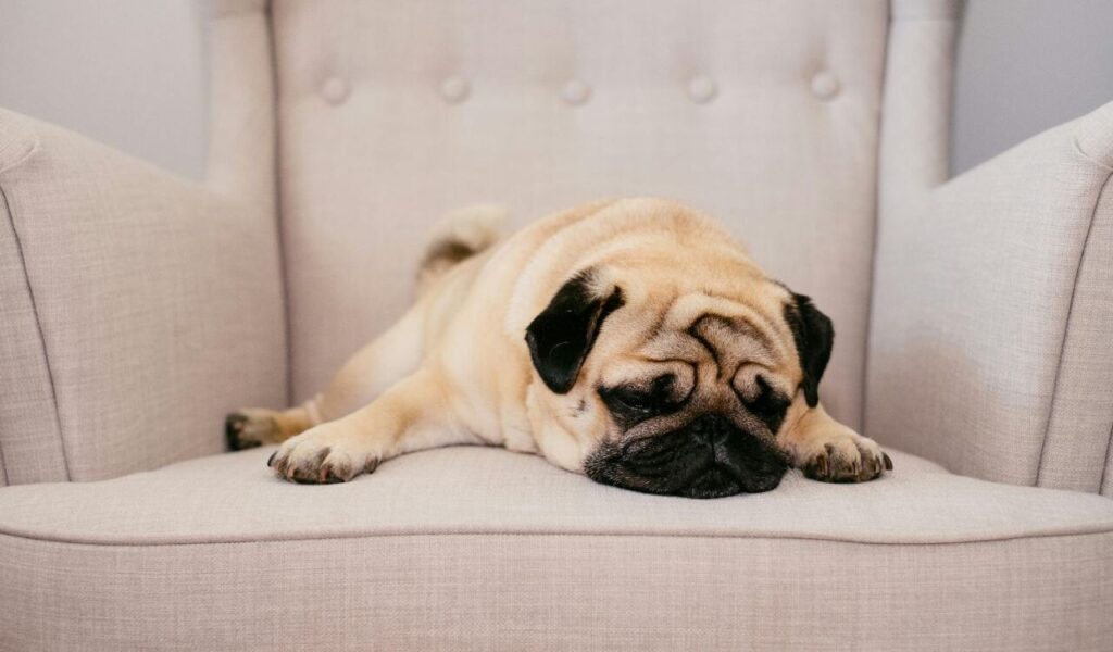 Pug lying on a beige armchair.