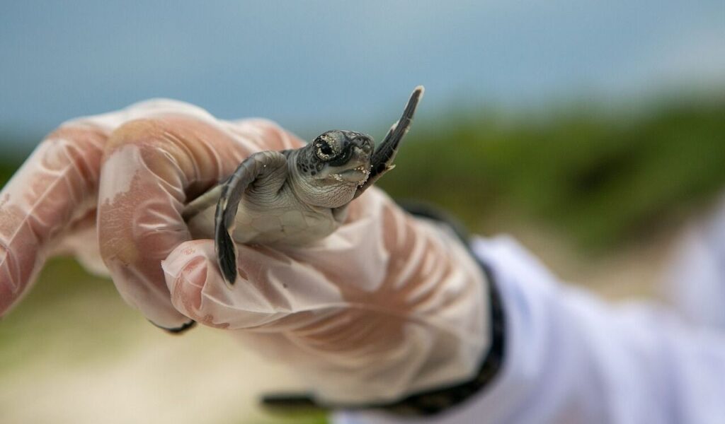 Baby sea turtle being held
