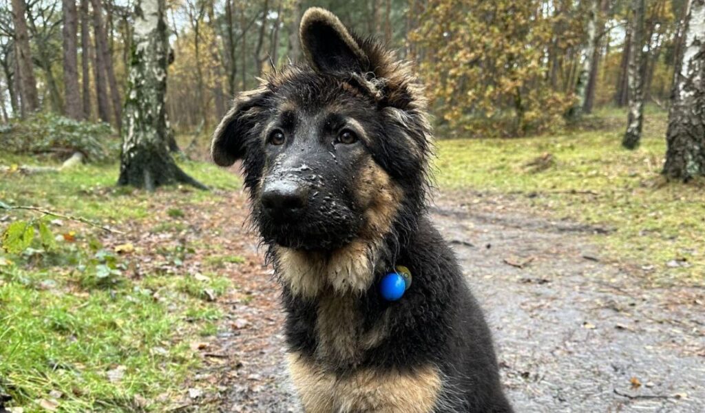 German Shepherd puppy with a muddy face in the forest.