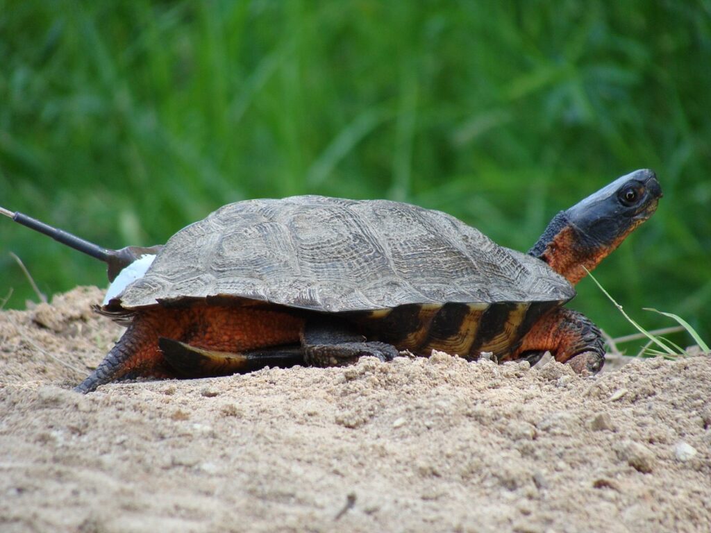 Female Wood Turtle