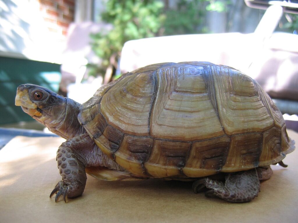 Three-toed box turtle