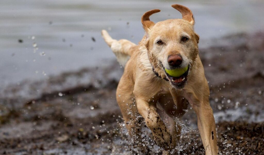 Labrador Retriever running with a ball in its mouth.